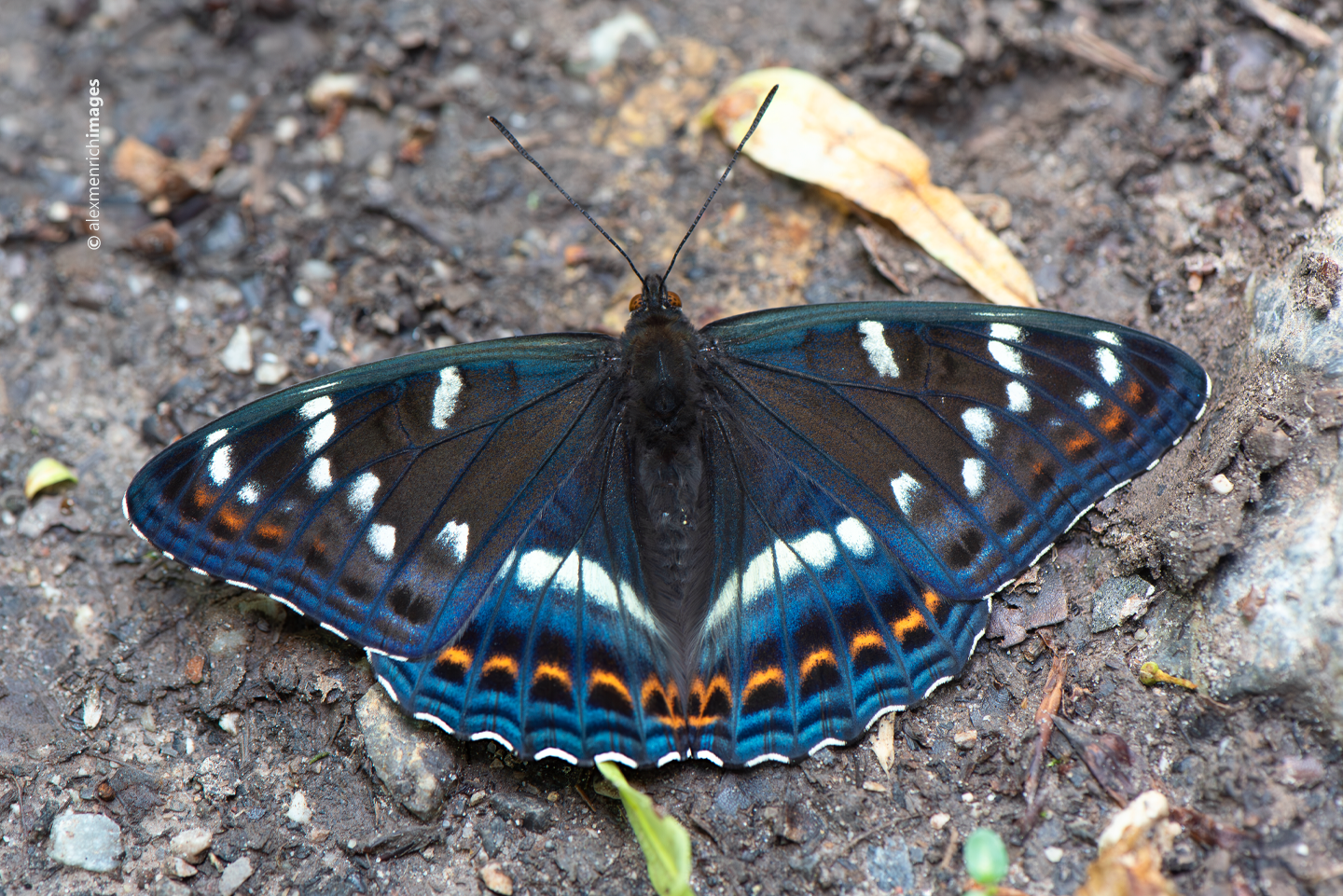 A nagy nyárfalepke (Limenitis populi) első, fotókkal és mozgóképpel igazolt szögligeti megfigyelése 2019-ben