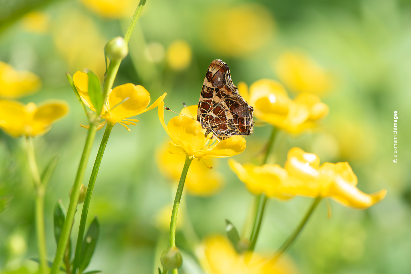 2025 – A pókhálóslepke az év lepkéje Magyarországon